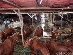 Panduan Memilih Hewan Kurban untuk Idul Adha 2026