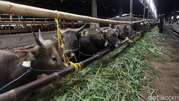 Jelang Idul Adha kini hewan qurban mulai bermunculan di Jakarta, Pemprov DKI melalui Wakil Gubernur DKI Ahmad Riza Patria mengecek langsung kesiapan hewan qurban di PD Dharma Jaya, Jakarta Timur, Rabu (16/7/2020).