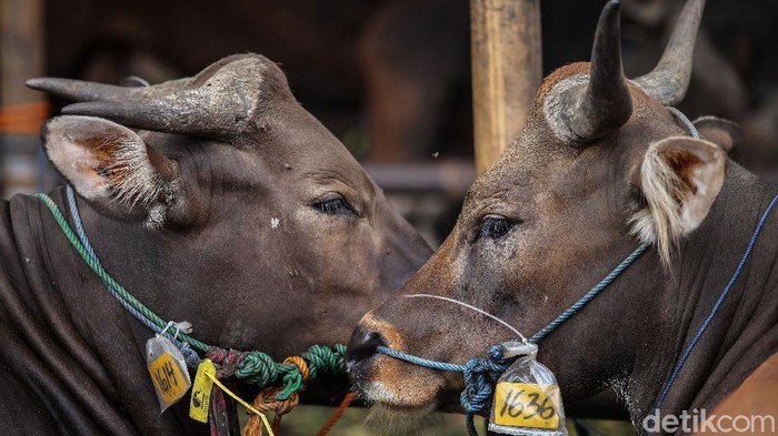 Jelang Idul Adha kini hewan qurban mulai bermunculan di Jakarta, Pemprov DKI melalui Wakil Gubernur DKI Ahmad Riza Patria mengecek langsung kesiapan hewan qurban di PD Dharma Jaya, Jakarta Timur, Rabu (16/7/2020).