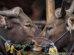 Anak Usaha BUMN Ikut Salurkan Hewan Qurban, Ini Salah Satunya