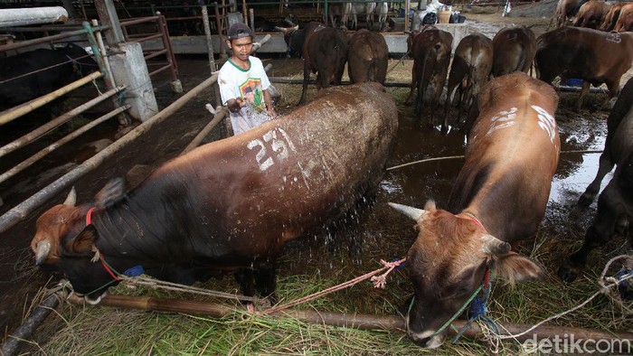 Jelang Idul Adha kini hewan qurban mulai bermunculan di Jakarta, Pemprov DKI melalui Wakil Gubernur DKI Ahmad Riza Patria mengecek langsung kesiapan hewan qurban di PD Dharma Jaya, Jakarta Timur, Rabu (16/7/2020).