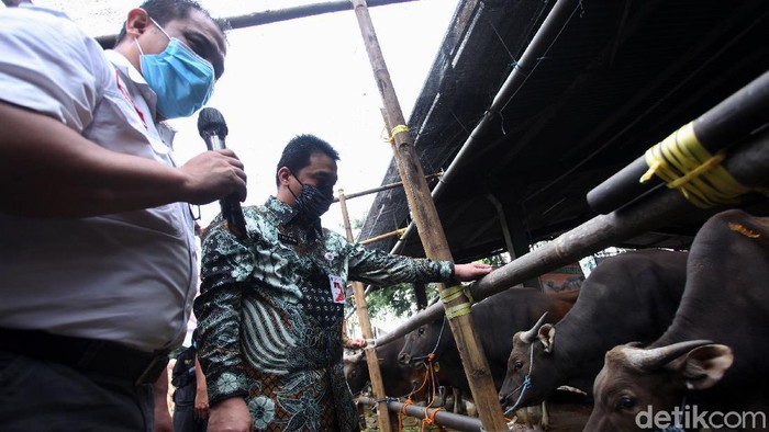 Wagub DKI Pantau Hewan Kurban Jelang Idul Adha kini hewan qurban mulai bermunculan di Jakarta, Pemprov DKI melalui Wakil Gubernur DKI Ahmad Riza Patria mengecek langsung kesiapan hewan qurban di PD Dharma Jaya, Jakarta Timur, Rabu (16/7/2020).