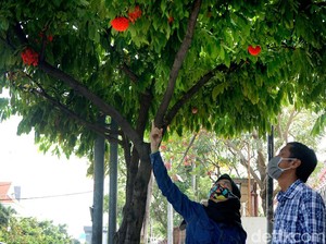 Bunga Lampion, Tanaman Langka di Surabaya Mulai Bermekaran