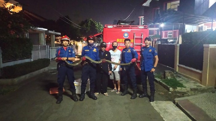 Damkar Tangsel Tangkap Ular Sanca 3 meter