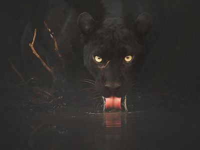 7 Foto Black Panther yang Tampan