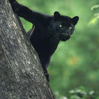 foto black panther dari Shazz Jung