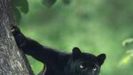 7 Foto Black Panther yang Tampan