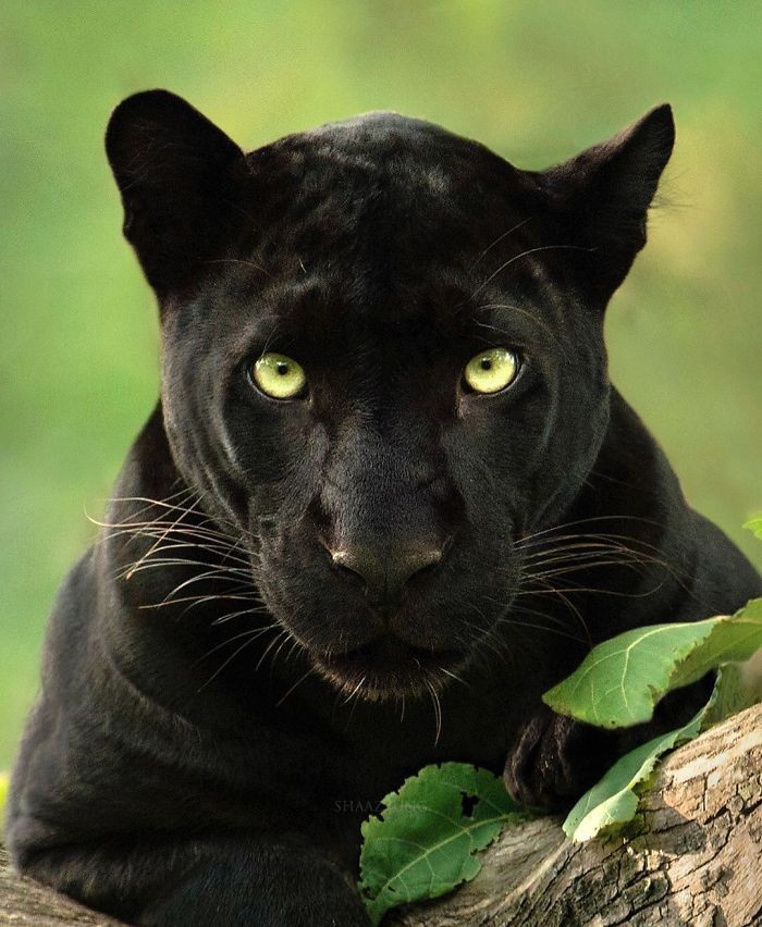 foto black panther dari Shazz Jung