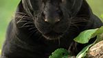7 Foto Black Panther yang Tampan