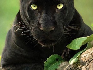 Cerita Fotografer yang Terobsesi dengan Black Panther