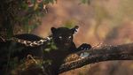 7 Foto Black Panther yang Tampan