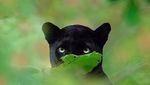 7 Foto Black Panther yang Tampan