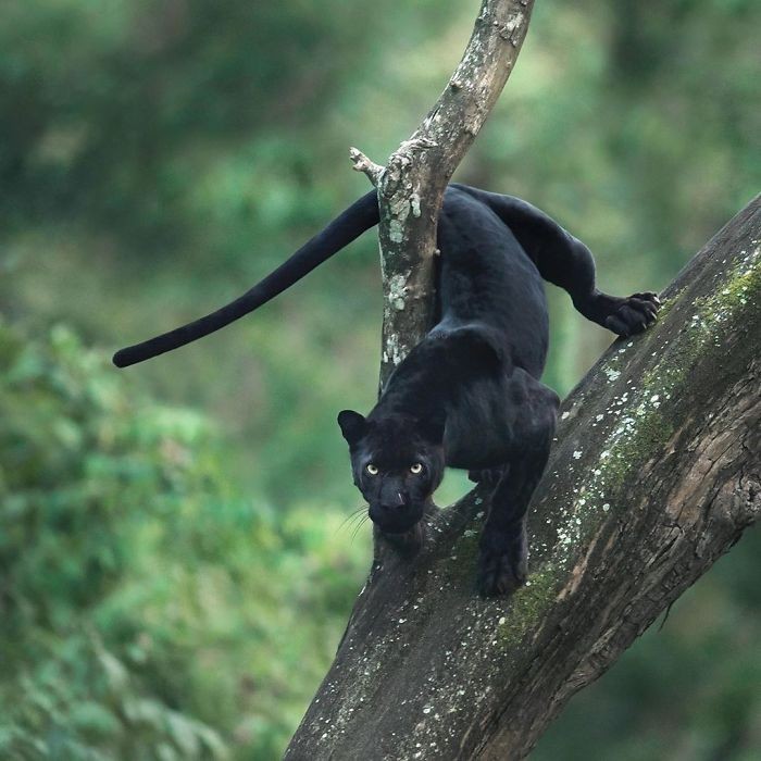 foto black panther dari Shazz Jung