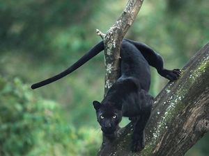 4 Fakta Macan Kumbang Terkam dan Duel dengan Warga Sumedang