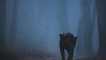 7 Foto Black Panther yang Tampan