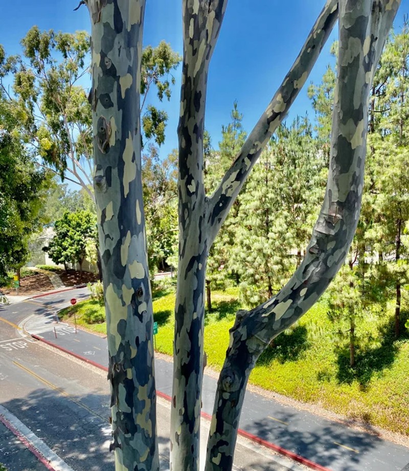 foto satisfying manjakan mata