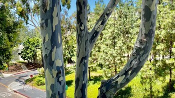 Batang pohong dengan pola army. Foto: Brightside