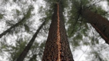 Sambaran petir pada pohon ini tegak lurus sempurna. Foto: Brightside