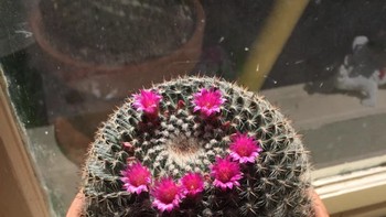 Kaktus ku mekar dengan pola wajah tersenyum Foto: Brightside