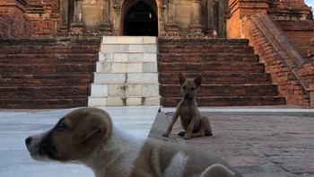 Pola tubuh anjing ini sesuai dengan garis jalanan. Foto: Brightside