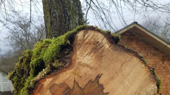 Pola daun maple yang berada di dalam pohon maple. Foto: Boredpanda