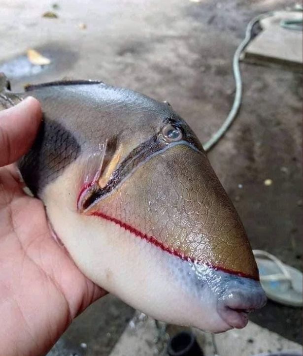 Ikan Ayam-ayam Bikin Heboh Netizen