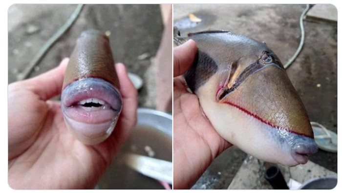 Ikan Ayam-ayam Bikin Heboh Netizen
