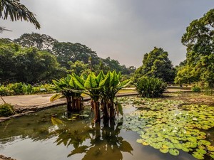 Kebun Raya Indonesia, Posisi Strategis dan Ancaman Kepunahan di Dalamnya