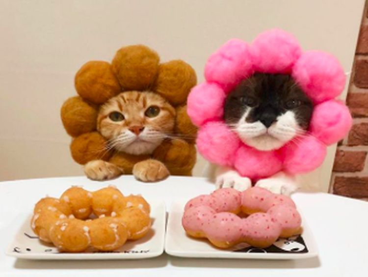 Gemasnya! Ini Kibimomo, Kucing yang Suka Pakai Kostum Makanan