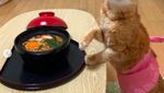 Gemasnya! Ini Kibimomo, Kucing yang Suka Pakai Kostum Makanan