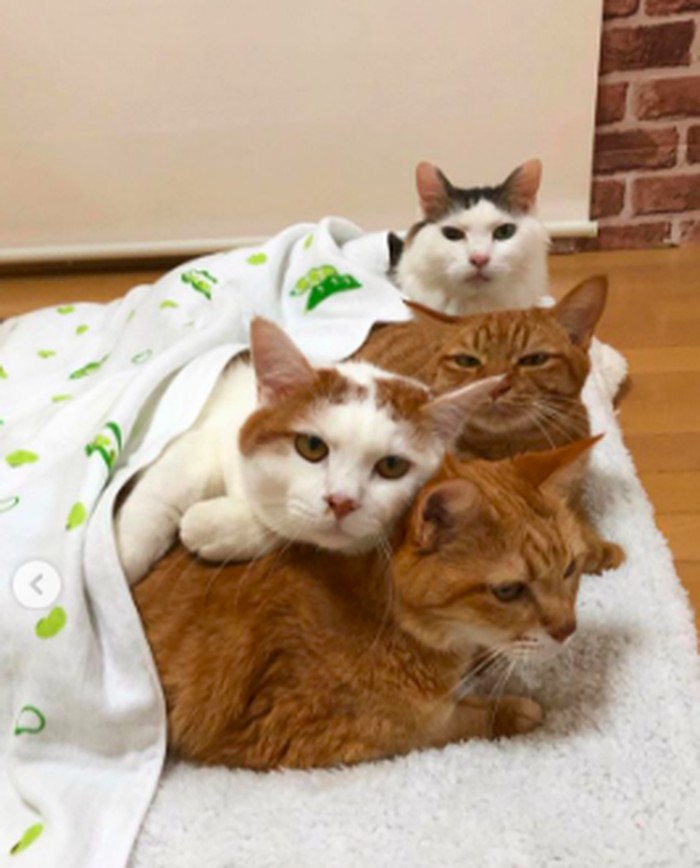 Kibimomo Kibimomo