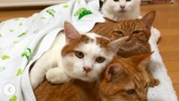 Kibimomo bukan satu ekor kucing saja, tapi ia dirawat juga bersama kucing lainnya. Gemesin banget ya mereka? Foto: Instagram kibimomo