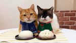 Gemasnya! Ini Kibimomo, Kucing yang Suka Pakai Kostum Makanan
