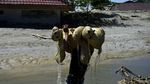 Potret Boneka Beruang Terapung di Sisa-sisa Banjir Masamba