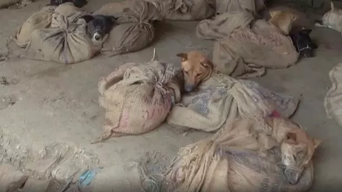 Pasar di India Jual Daging Anjing Pasar di India Jual Daging Anjing