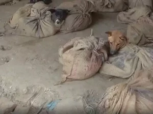 Tak Hanya China, Pasar Tradisional di India Masih Jual Daging Anjing
