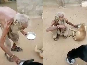 Bikin Haru! Pengemis Ini Rela Beri Makan Anjing Liar Pakai Piringnya