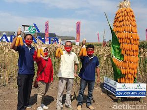 Pandemi COVID-19 Tak Pengaruhi Penjualan Benih Jagung