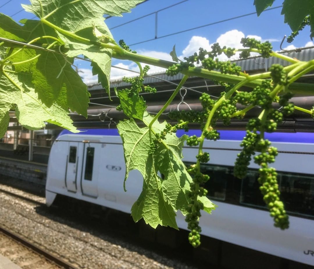 Uniknya Kebun Anggur di Stasiun Kereta Jepang