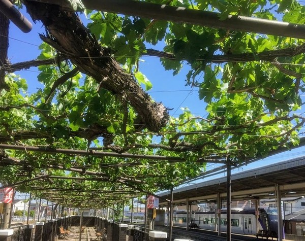 Para pemegang tiket kereta dapat menikmati segelas wine gratis. Sementara yang tidak punya harus membayar 140 yen (skeitar Rp 19 ribu) per orang. Nah kalau masih belum puas, pengunjung juga dapat membeli wine per gelas yang harganya 300 yen (sektar Rp 41 ribu). Bagi yang tidak minum wine, ada juga jus anggur yang dibanderol 150 yen (Rp 21 ribu). (Foto: Instagram @shiojiritokimeguri) Para pemegang tiket kereta dapat menikmati segelas wine gratis. Sementara yang tidak punya harus membayar 140 yen (skeitar Rp 19 ribu) per orang. Nah kalau masih belum puas, pengunjung juga dapat membeli wine per gelas yang harganya 300 yen (sektar Rp 41 ribu). Bagi yang tidak minum wine, ada juga jus anggur yang dibanderol 150 yen (Rp 21 ribu). (Foto: Instagram @shiojiritokimeguri)