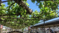 Para pemegang tiket kereta dapat menikmati segelas wine gratis. Sementara yang tidak punya harus membayar 140 yen (skeitar Rp 19 ribu) per orang.  Nah kalau masih belum puas, pengunjung juga dapat membeli wine per gelas yang harganya 300 yen  (sektar Rp 41 ribu). Bagi yang tidak minum wine, ada juga jus anggur yang dibanderol 150 yen (Rp 21 ribu). (Foto: Instagram @shiojiritokimeguri)