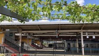 Peron Stasiun Kereta Kota Shiohiri di  Jepang selain digunakan penumpang untuk menunggu kereta, dimanfaatkan pula sebagai lahan menanam anggur. (Foto: Instagram @shiojiritokimeguri)