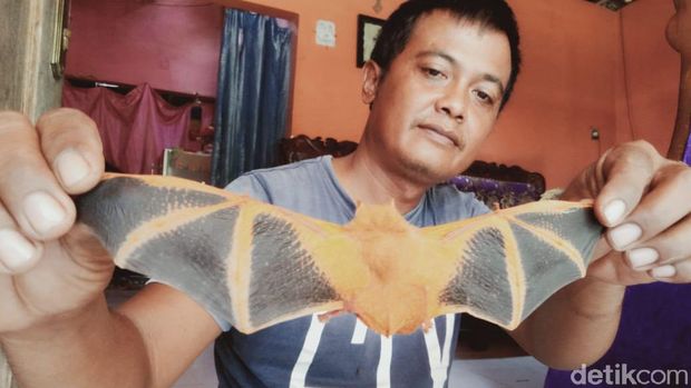 Seekor kelelawar berwarna oranye dengan corak hitam di sayap bikin kaget warga di Dusun Salak, Desa Kurung, Kecamatan Ceper, Klaten.