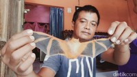 Seekor kelelawar berwarna oranye dengan corak hitam di sayap bikin kaget warga di Dusun Salak, Desa Kurung, Kecamatan Ceper, Klaten. Kelelawar itu ditangkap saat nyelonong masuk ke rumah warga.
