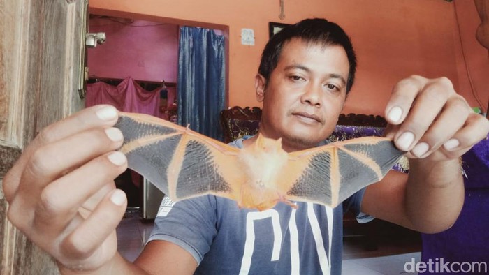 Seekor kelelawar berwarna oranye dengan corak hitam di sayap bikin kaget warga di Dusun Salak, Desa Kurung, Kecamatan Ceper, Klaten.