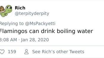 Flamingo bisa meminum air dengan suhu tinggi bahkan di angka yang sama dengan air mendidih. Foto: terpityderpity via Bored Panda