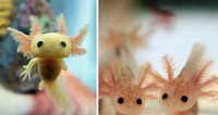 Foto bayi hewan yang lucu-lucu ini siap untuk menghibur kebosanan kamu. Mana foto yang paling gemesin?