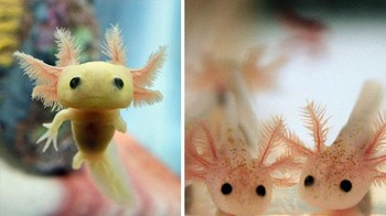 Katanya ini Groot? Haha bukan, ini adalah bayi Axolotl. Foto: via Bored Panda  
