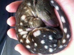 10 Foto Bayi Hewan yang Kemungkinan Belum Pernah Kamu Lihat, Gemes!