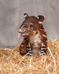 Foto bayi hewan yang lucu-lucu ini siap untuk menghibur kebosanan kamu. Mana foto yang paling gemesin?